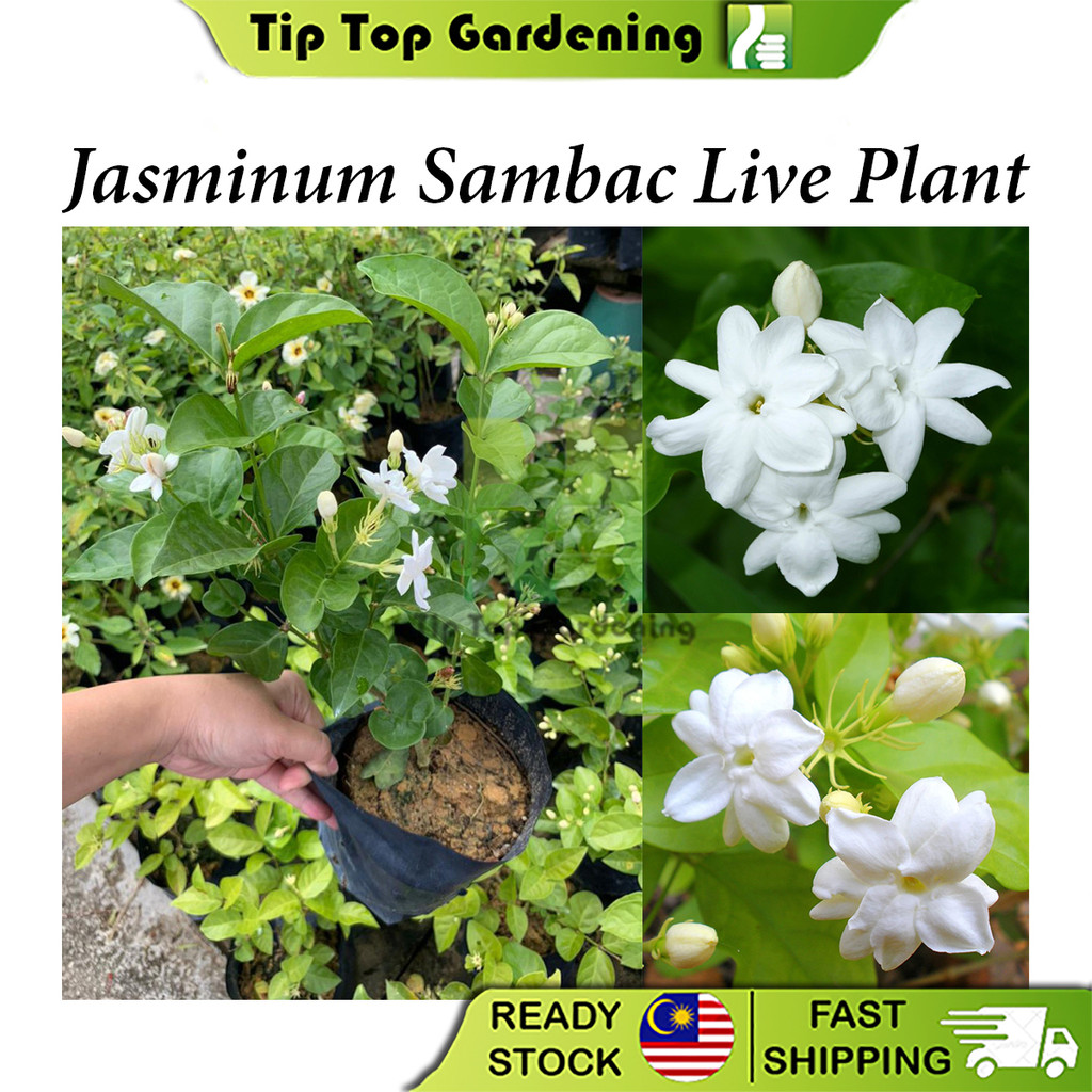 Real Live Plant Jasmine Sambac Flower Plants Pokok Hidup Jasminum ...