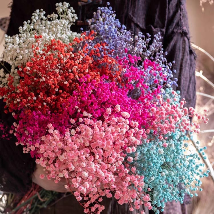 100gram+/- Dried Preserved BABY BREATH Gypsophila Bouquet Flower Plant ...