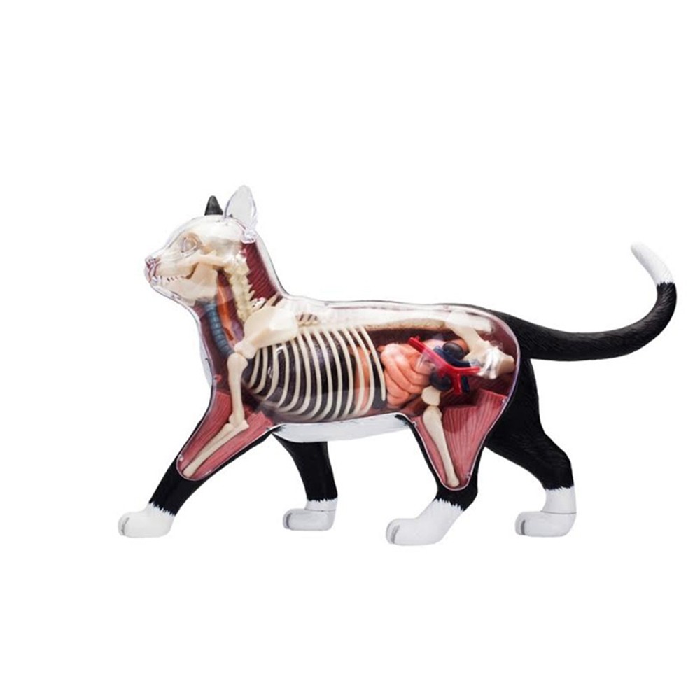 Animal Organ Anatomy Model 4D Cat Intelligence Assembling Toy Teaching