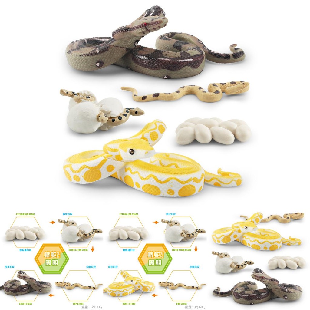 Realistic Pvc Childrens Python Growth Cycle Model Set For Learning Fun ...
