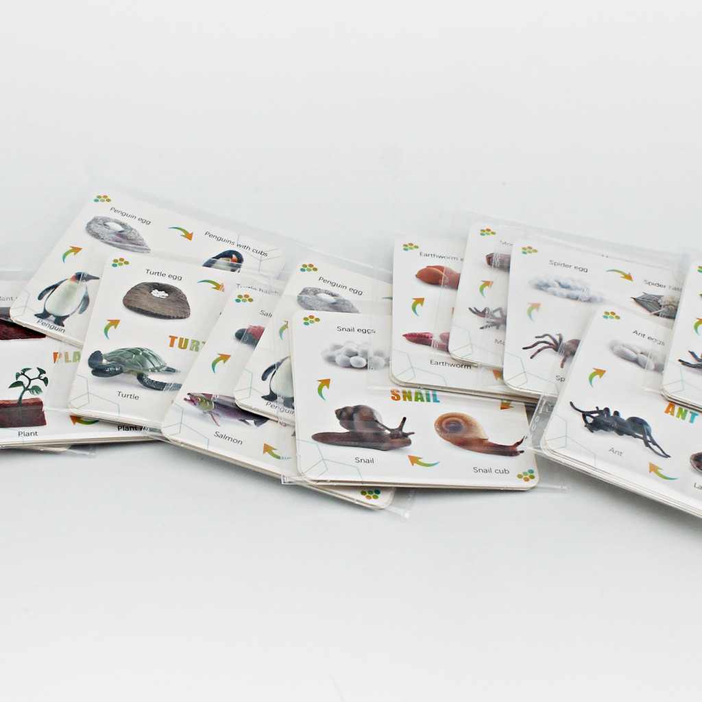 Animal Insect Preschool And Plant Cycle Flashcards With Pvc For ...