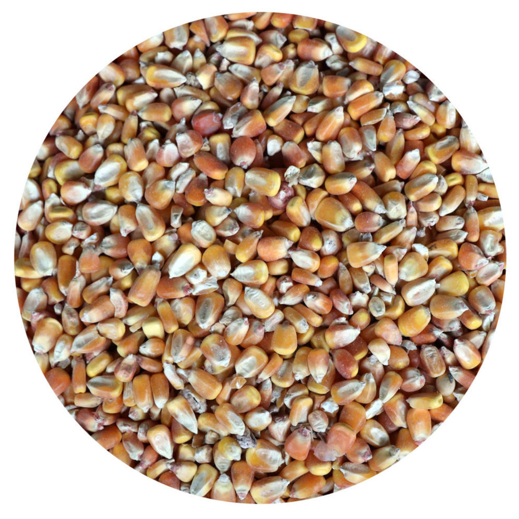 [10KG] [JA] [REPACK] JAGUNG A | JAGUNG TERNAKAN | CORN FOR ANIMAL ...