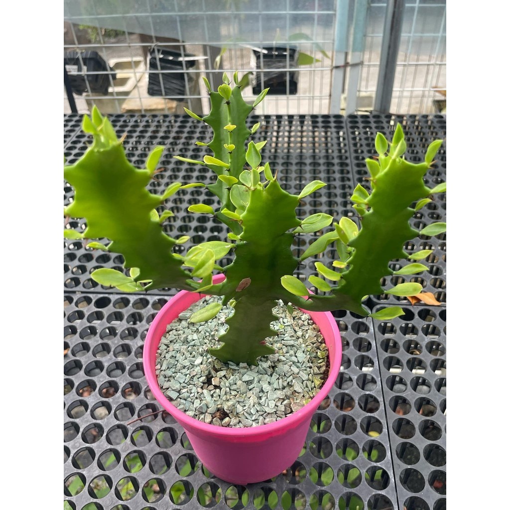 Euphorbia excelsa  cactus succulent | Shopee Malaysia