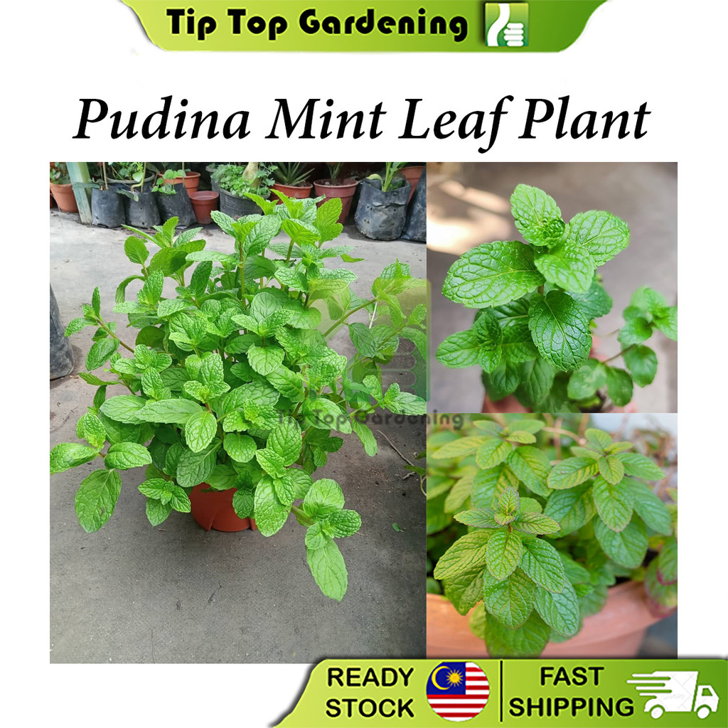 Real Live Plant Pudina Mint Herb Plant Edible Mint Leaf Plants Pokok ...