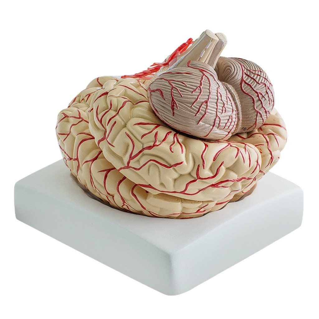 in stock Brain Model Professional Dissection Organ Teaching Studying ...