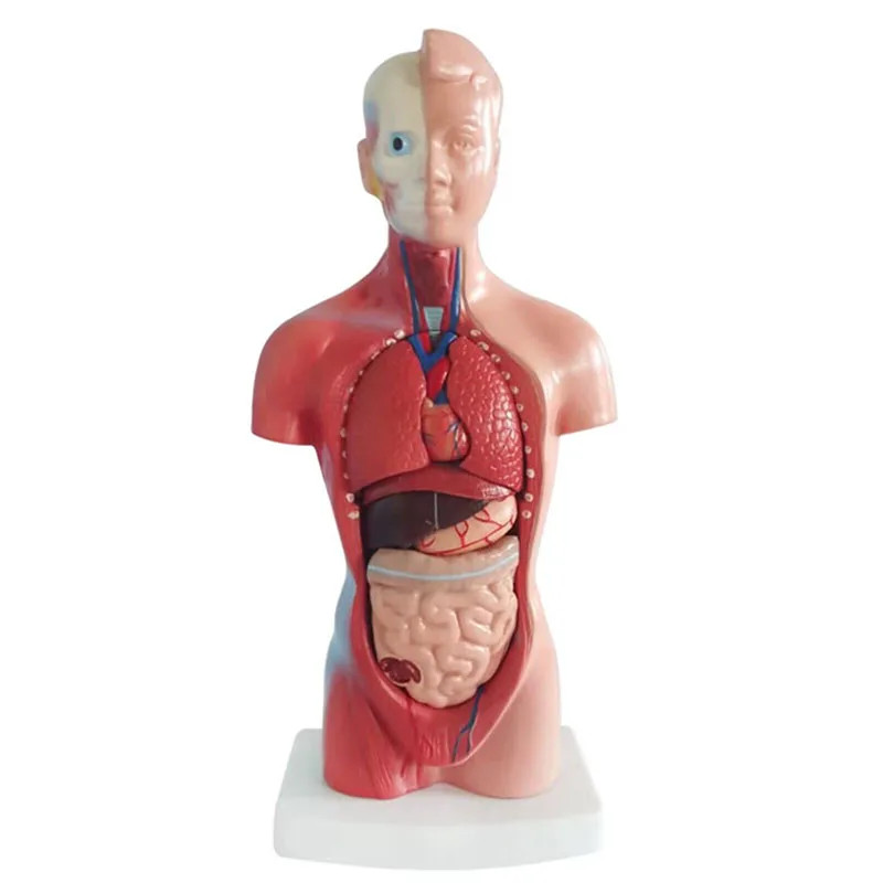 28CM Anatomy Study Tool - Realistic Human Body Torso Model with ...