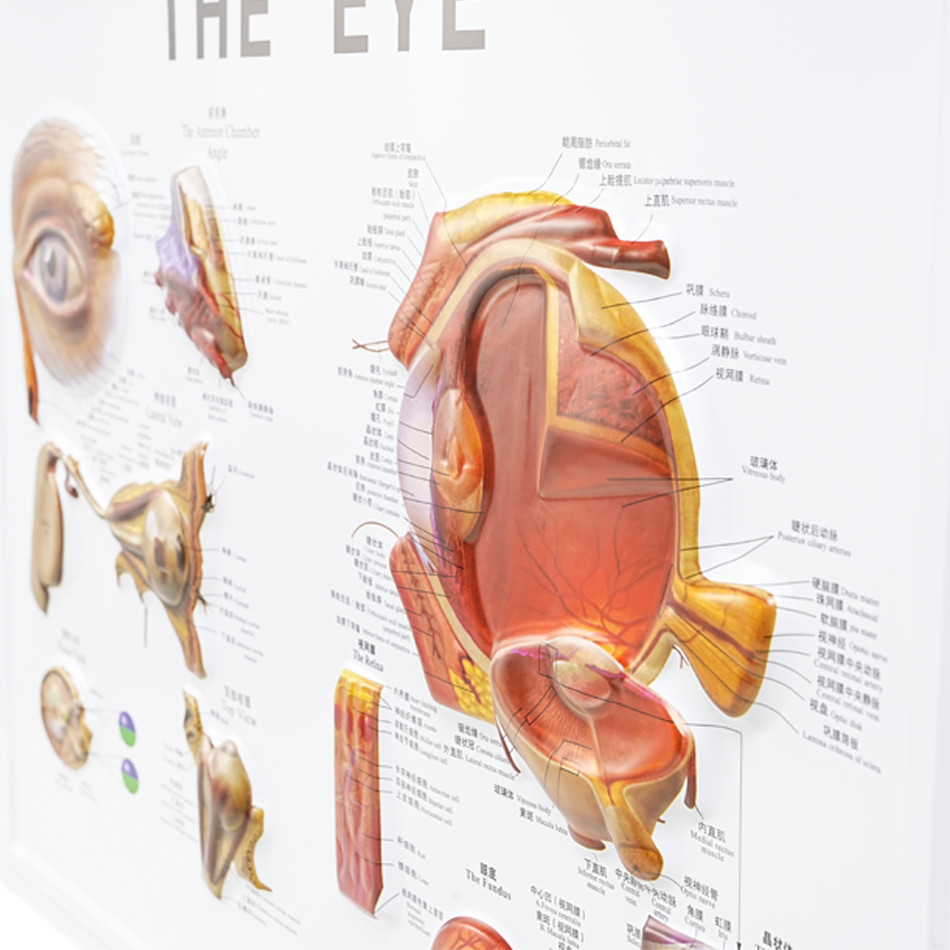 3D Ophthalmic Eyeball Anatomy Model with Anterior & Posterior Chambers ...