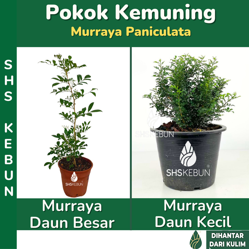 Murraya Paniculata Orange Jasmine Pokok Bunga Kemuning Harum Sedap ...