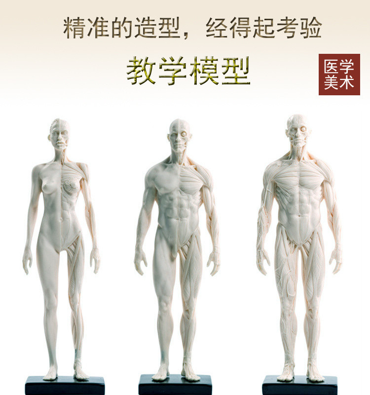 [1119 People Collection] 30cm Whole Body Medical Use Human Muscle Bone ...