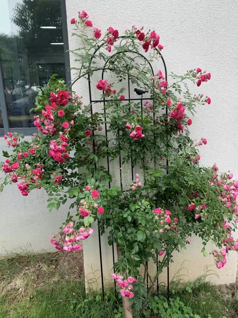 Vine Climbing Frame, Garden Decorative Fence, Outdoor Wrought Iron ...
