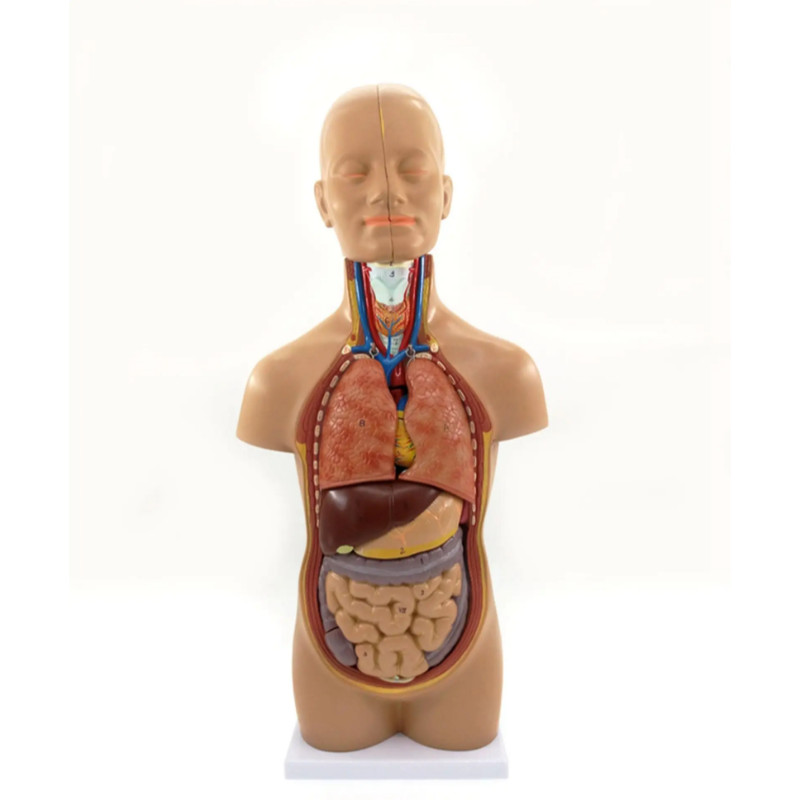 PVC 50CM Height Anatomical Human Body Mini Torso Model 12 Parts Set ...