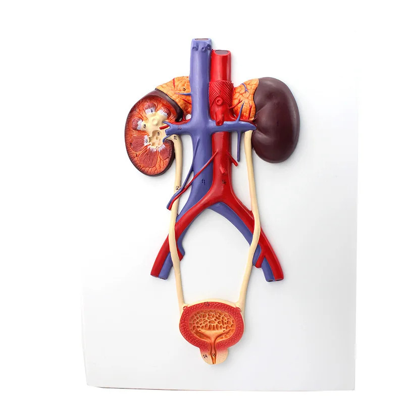 Human Anatomy Bladder Catheterization Renal Urinary System Model Kidney ...