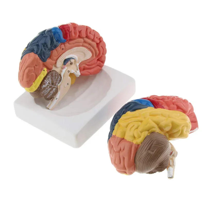 Life Size Anatomical Human Brain Model Anatomy Medical Model 1:1 ...