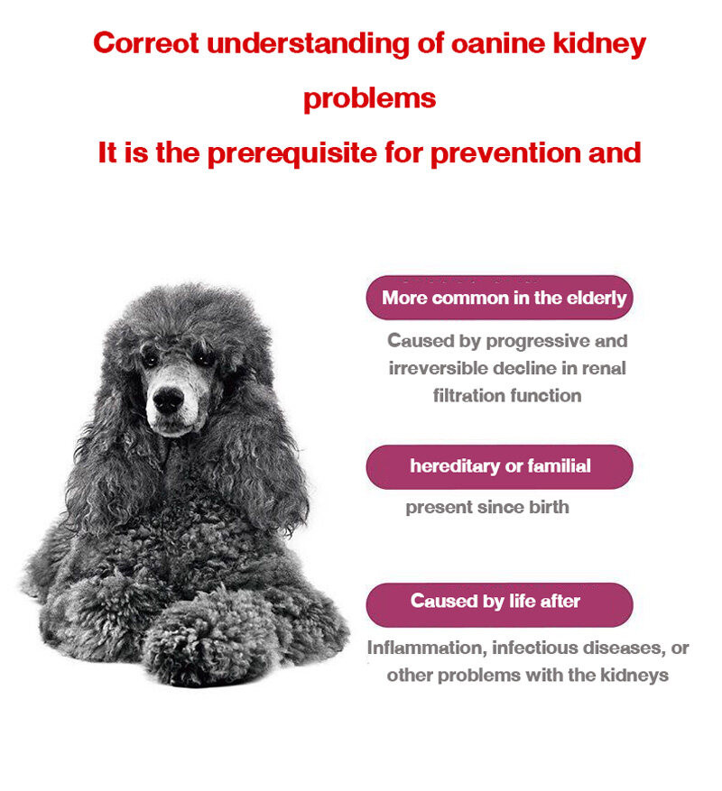 Photo inspiration: Fresh Look at Royal Kidney Canned Wet Food For Dogs With Chronic Renal
