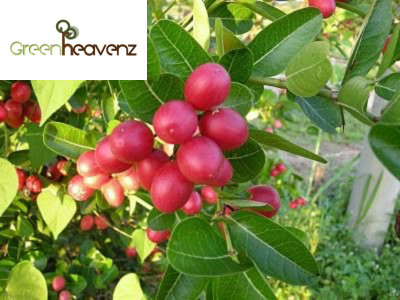 Anak pokok buah asam renda/asam caranda/Carissa carandas | Shopee Malaysia