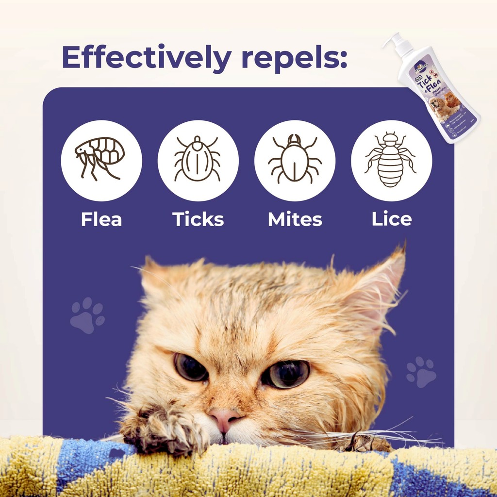 7 Best Cat Shampoos: Moisturizing Soothing, & More [Vet Approved] - Being Cautious When Using Flea And Mite Shampoo For Cats