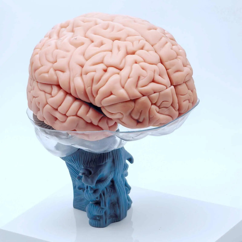 PVC Life Size Human Anatomical Brain Anatomy Medical Model | Shopee ...