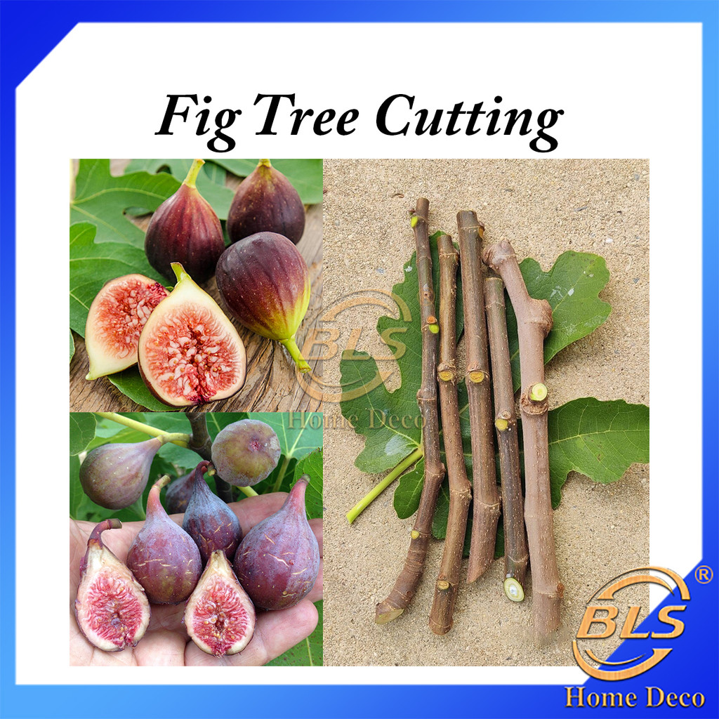 Fig Tree Cutting Real Live Plant Cuttings Batang Pokok Tin Pokok Hidup ...