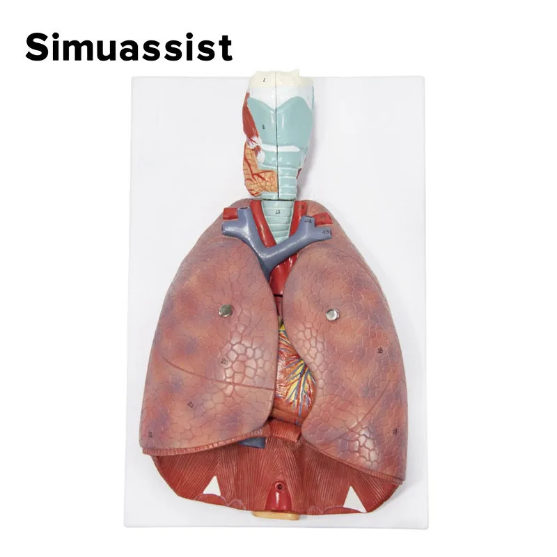 Human Larynx/Heart/Lung Anatomical Model Medical Model Pulmonary ...