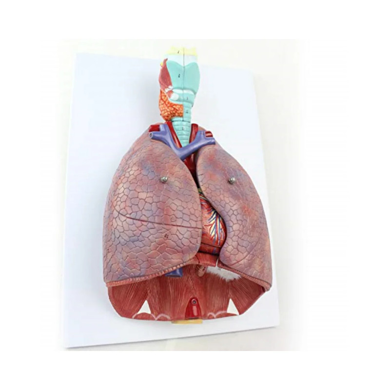 Human Medical Chest/Throat Anatomy Larynx Heart Lung Anatomical Model ...
