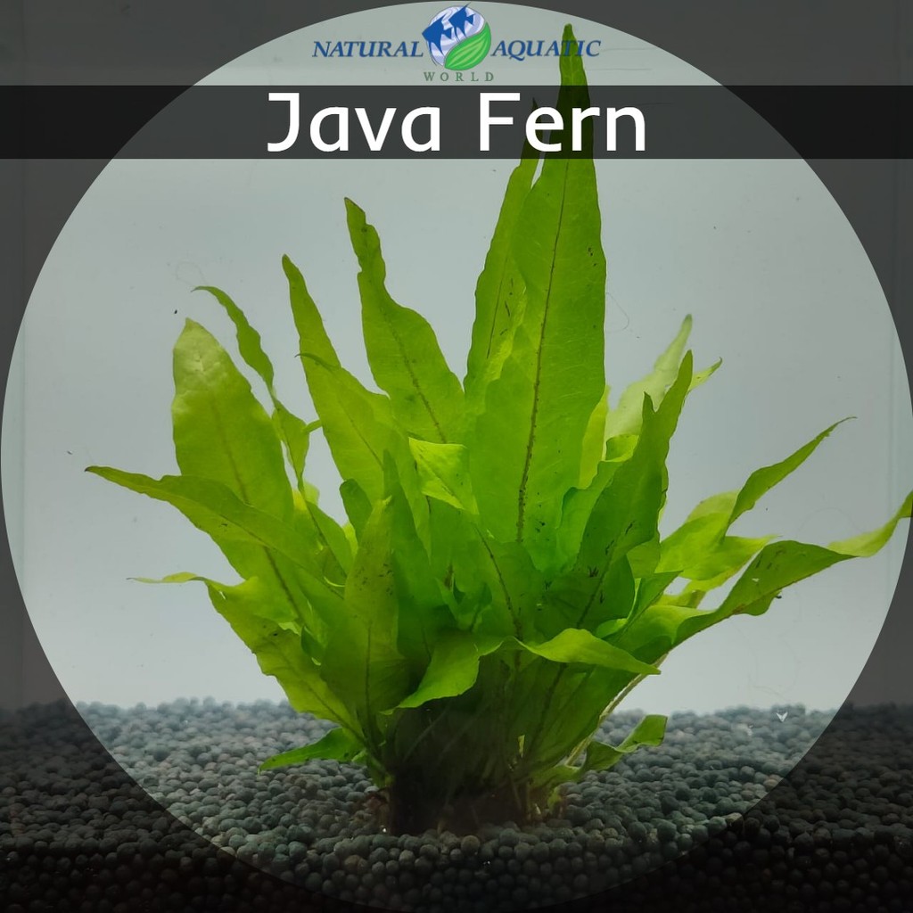 Java Fern (Microsorum pteropus) - Aquatic Plants | Shopee Malaysia