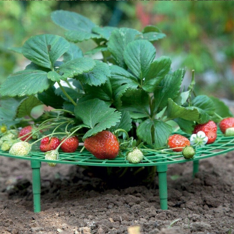 Strawberry Stand Frame Holder Balcony Planting Rack Fruit Support Plant ...