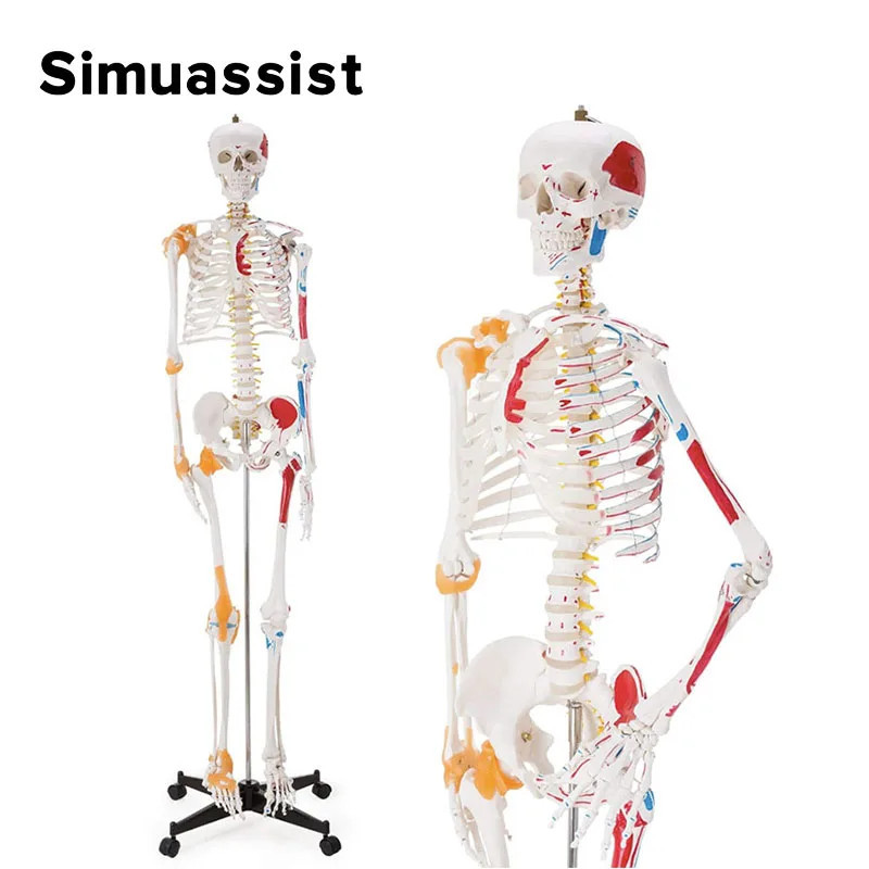 Human Skeleton 170cm Life Size PVC Material With Muscle Points and ...