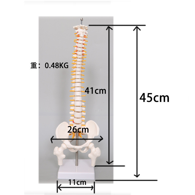W&F 45CM Human Spine Model - 1:1 Scale Anatomical Vertebral Column, Eco ...