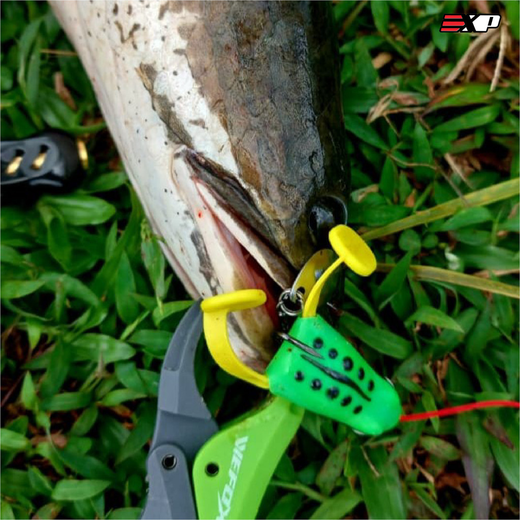 EXP Domiller Soft Rubber Frog EXP Soft Frog Murah Haruan Killer Katak ...
