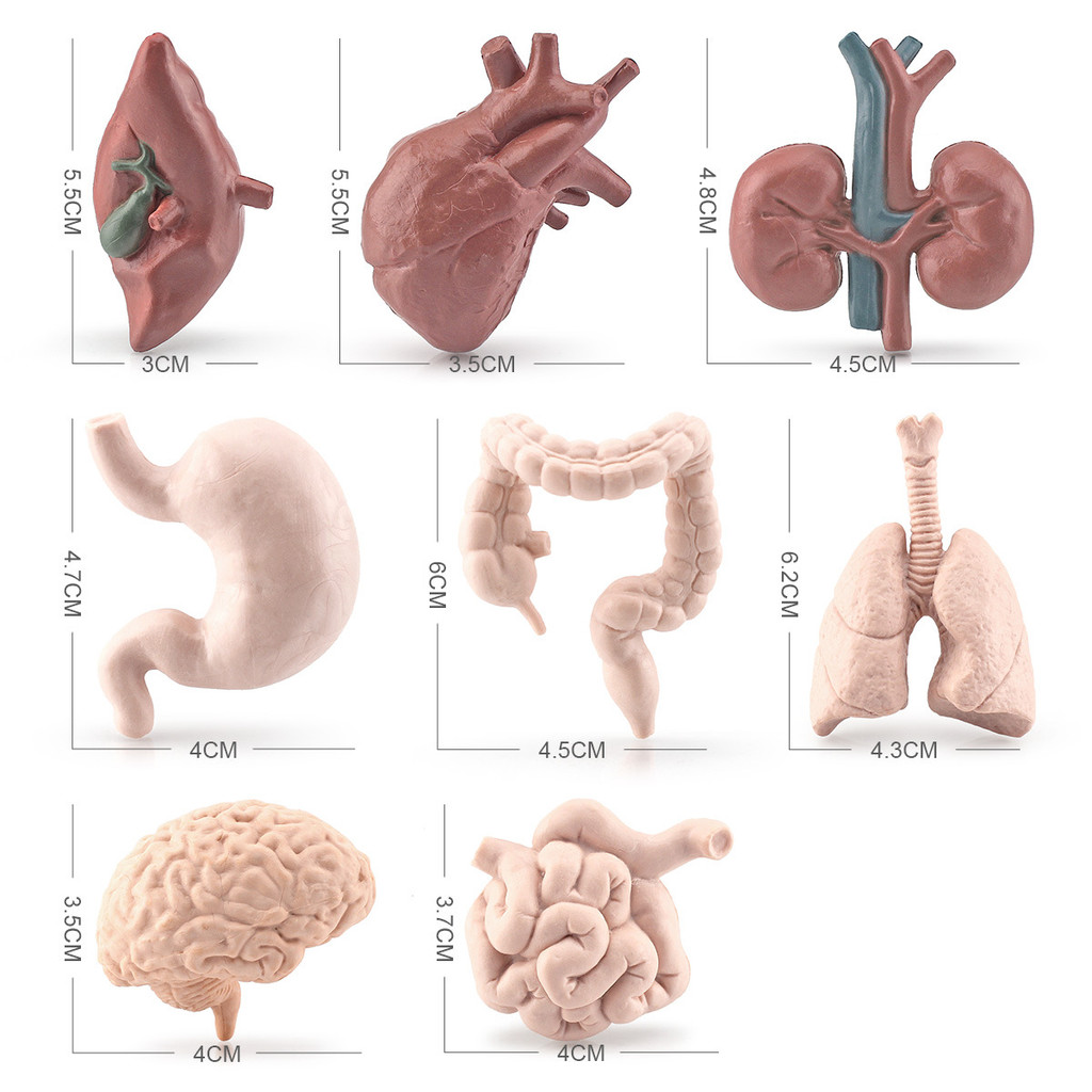 Human Pvc Anatomy Model With Brain Heart Lung Kids Educational Learning ...