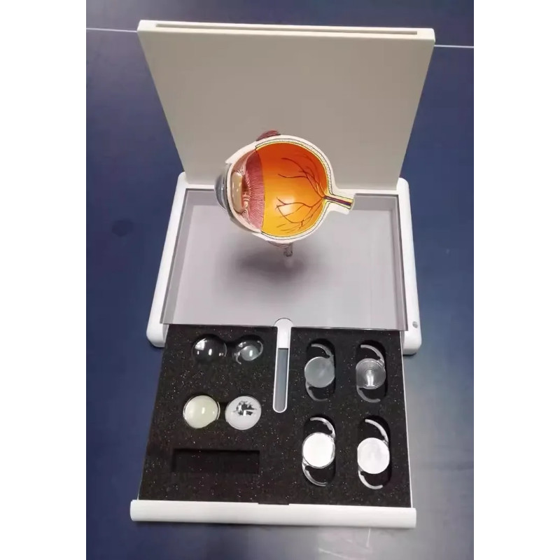 Medical Science Human Pvc Eye Cataract Anatomy Medical Teaching Model ...