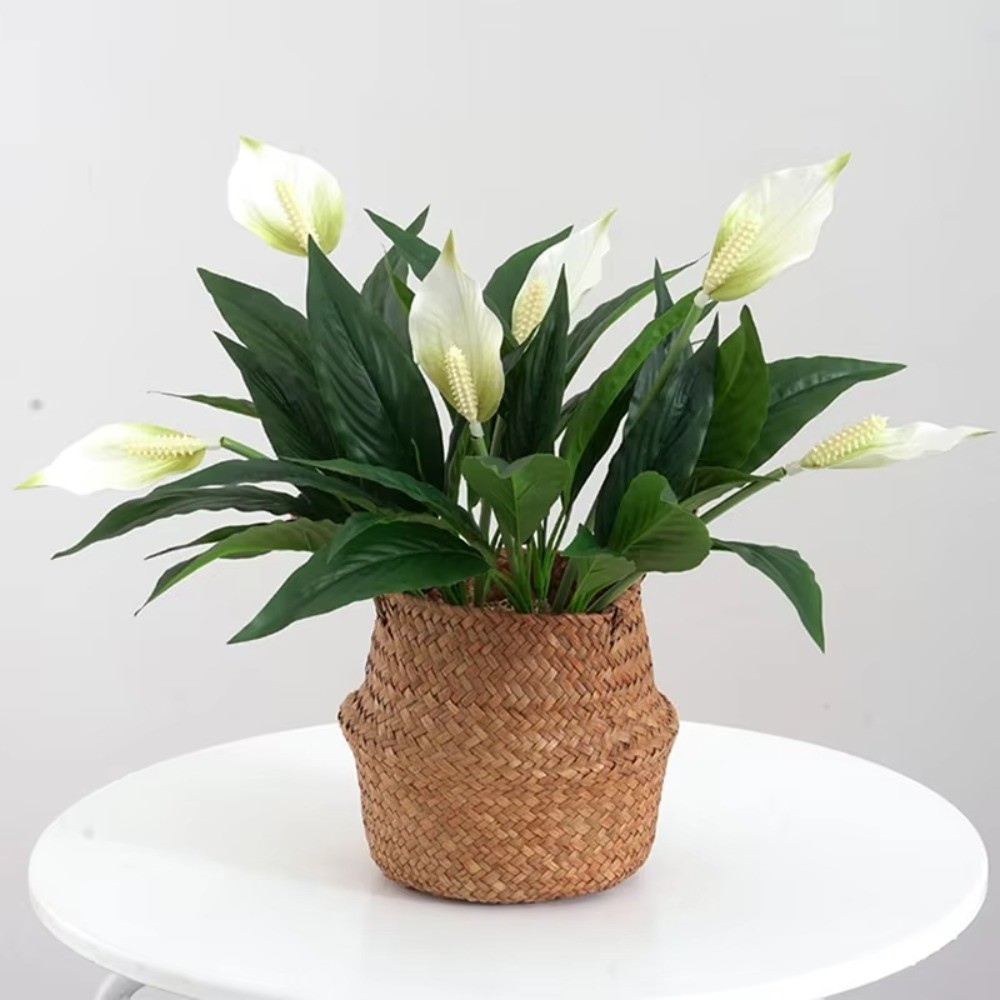 Artificial Peace Lily with White Flowers and Green Leaves A Decorative ...