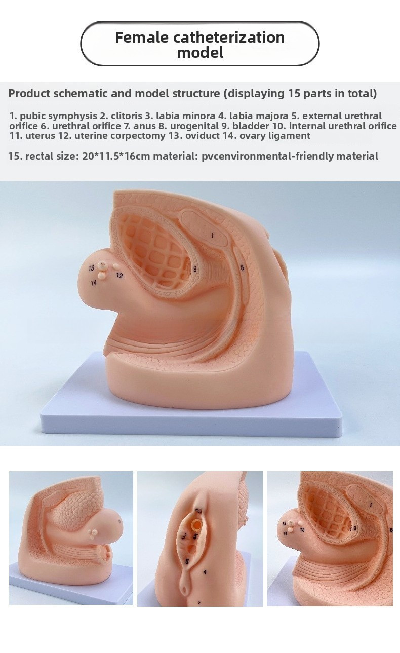 Male/Female Catheterization Training Model Maternal Reproductive ...