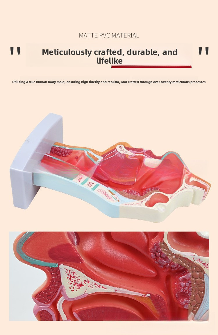 Human Nasal Cavity Oral Throat Anatomy Model Median Transverse Section ...