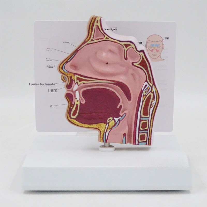 Nasal cavity model, sinuses and nasal turbinates, oral, nasal, and ...