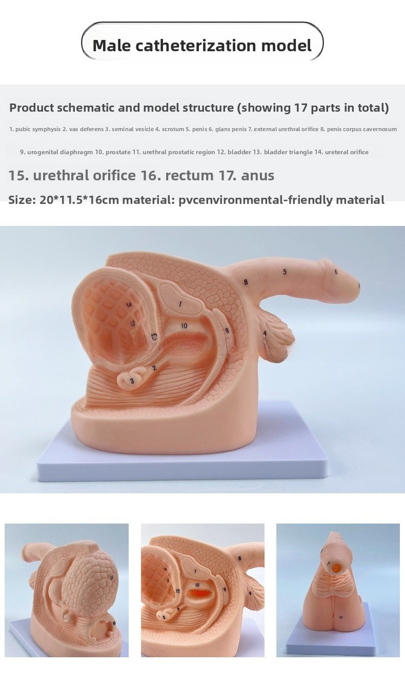 Male/Female Catheterization Training Model Maternal Reproductive ...