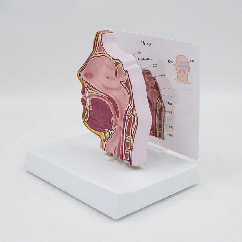 Nasal cavity model, sinuses and nasal turbinates, oral, nasal, and ...