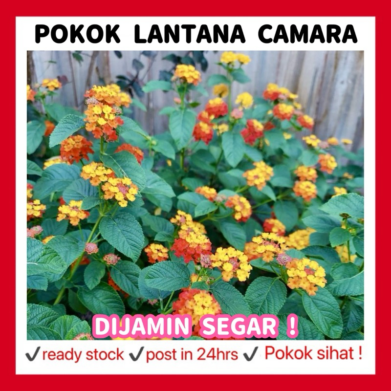 RINA • pokok lantana camara • bunga tahi ayam chicken dung flower shrub ...