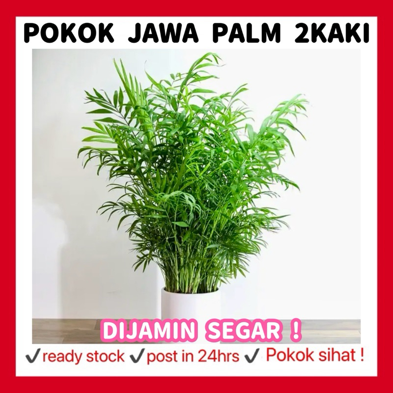 RINA • Pokok Jawa palm 2kaki • 2 feet tall rhopaloblaste tropical ...