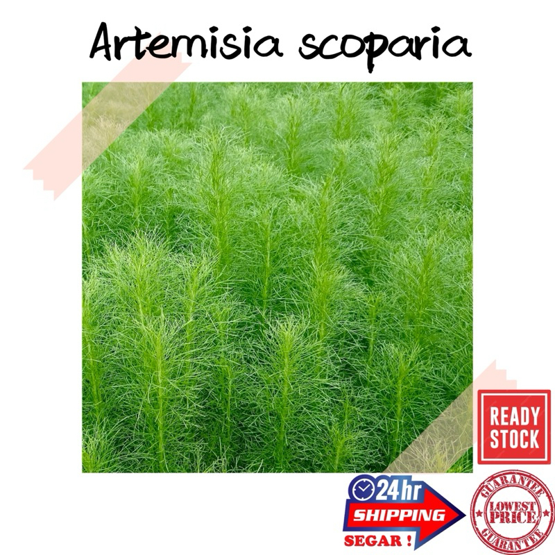 (GG real plant) artemisia scoparia ^ pokok rumput nyamuk halau ulam mak ...