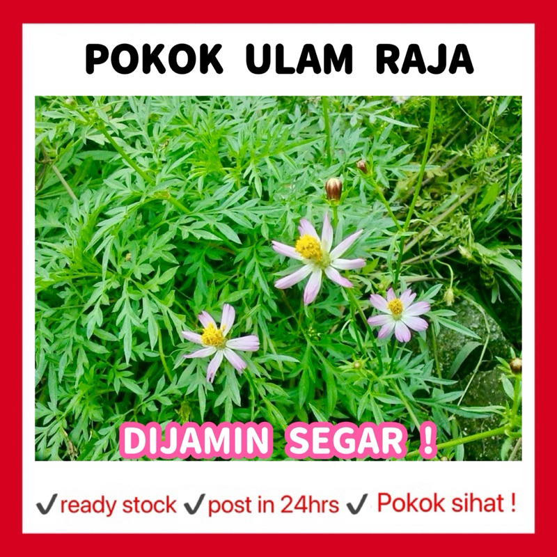 RINA • pokok ulam raja • aroma daun ulam-ulaman dinikmati bersama nasi ...