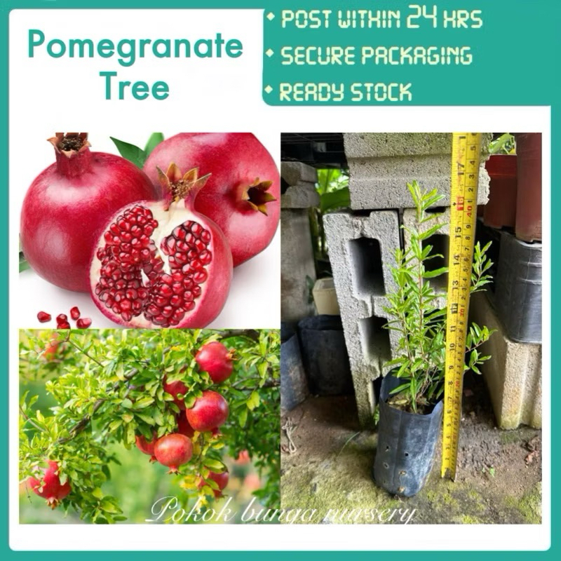PBN - pomegranate tree - delima merah Pokok bunga nursery fruit sapling ...