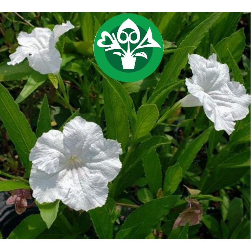 Ruellia Simplex White live plants白色直立芦莉花苗 Anak Pokok Ruellia Putih ...