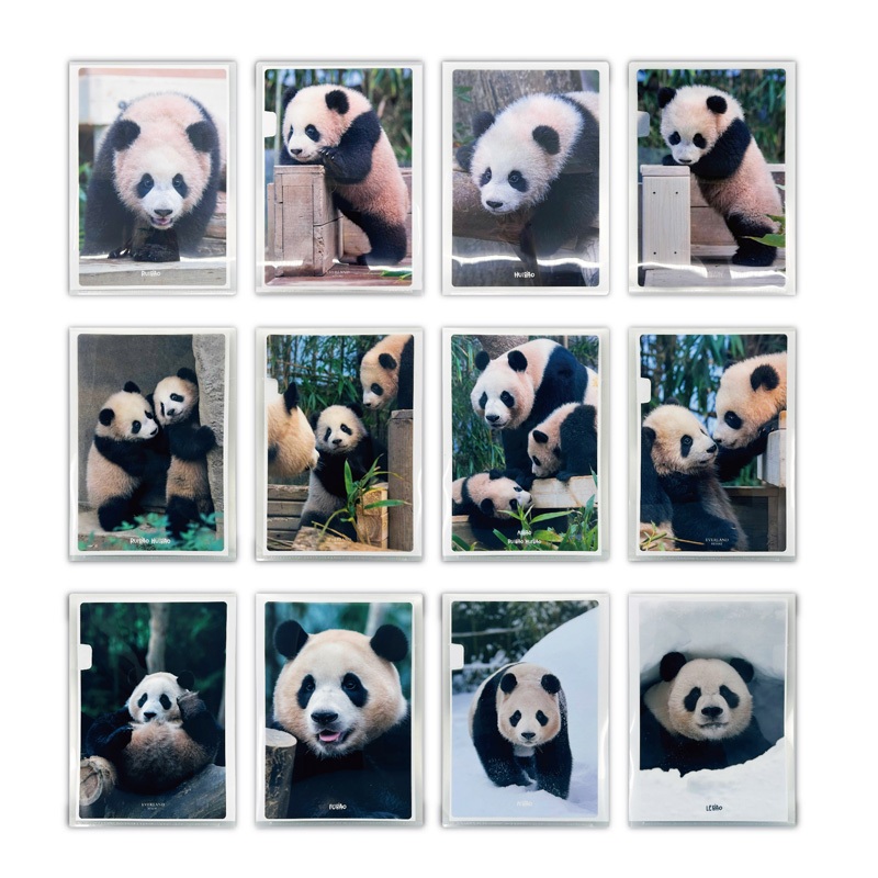 [Panda Fubao] Bao family A4 size clear file paper folder (2EAX3=6EA ...