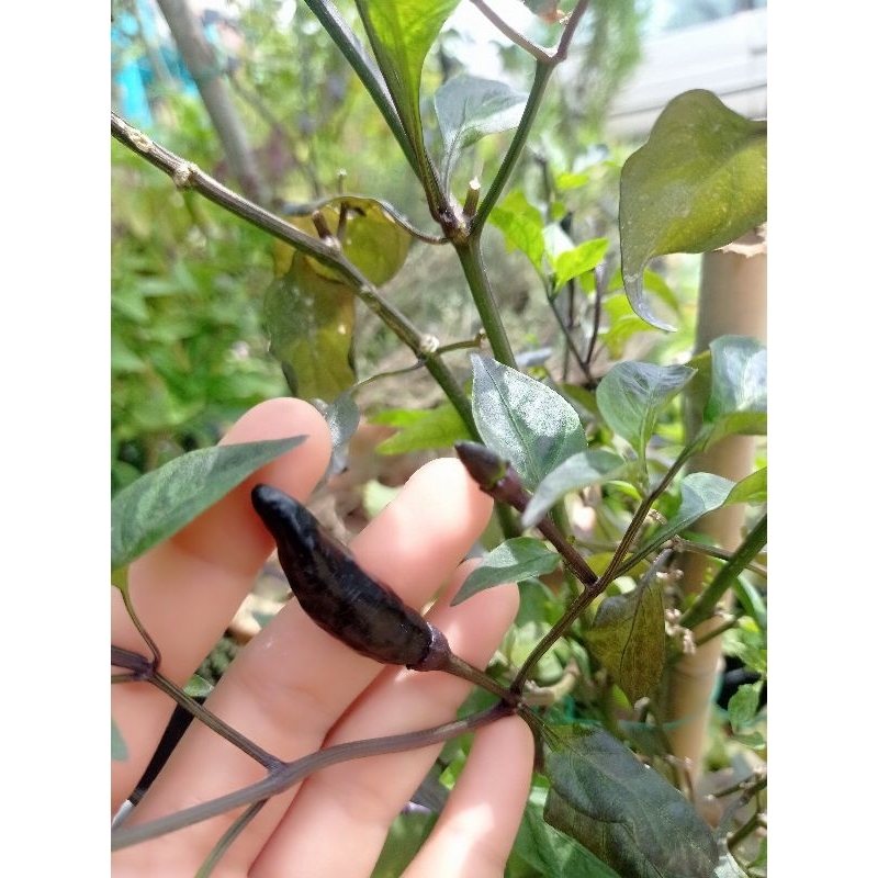 Anak Pokok Cili Black Devil Chilli Pepper Real Plant | Shopee Malaysia