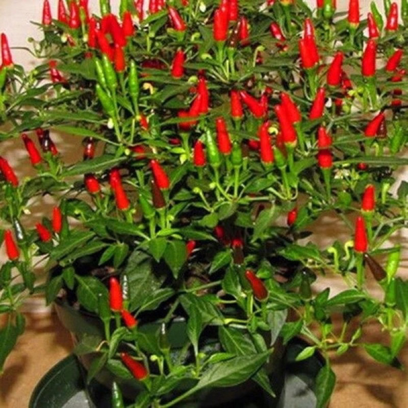 Biji Benih Cili Padi Kampung Pedas Rimbun Renek-20pcs /Cili Pedas ...