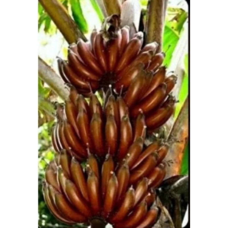 Anak Pisang Raja Udang | Shopee Malaysia