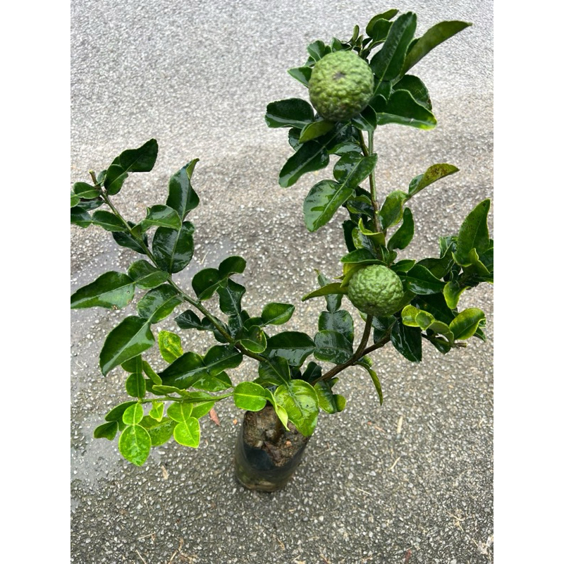 Limau Purut Sudah Berbuah | Shopee Malaysia