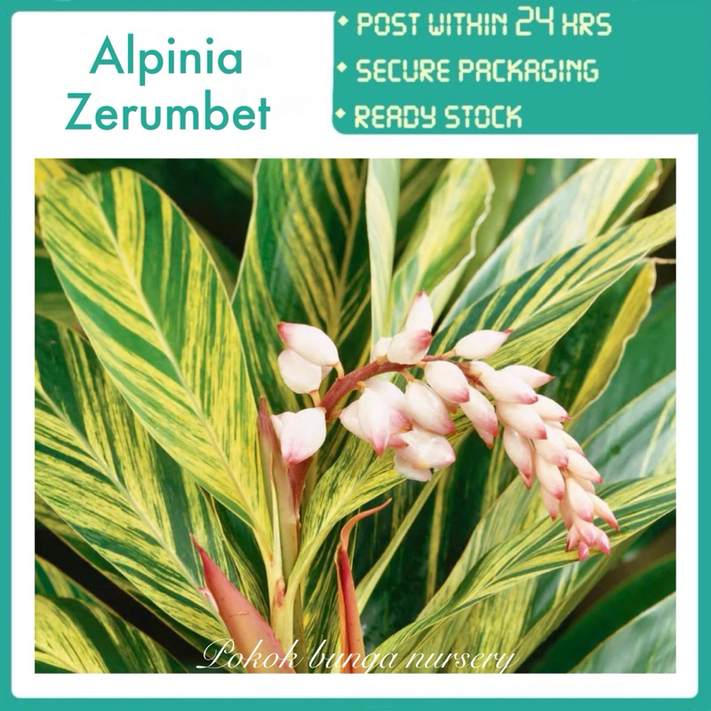 PBN - alpinia zerumbet - variegated shell ginger variegata houseplant ...