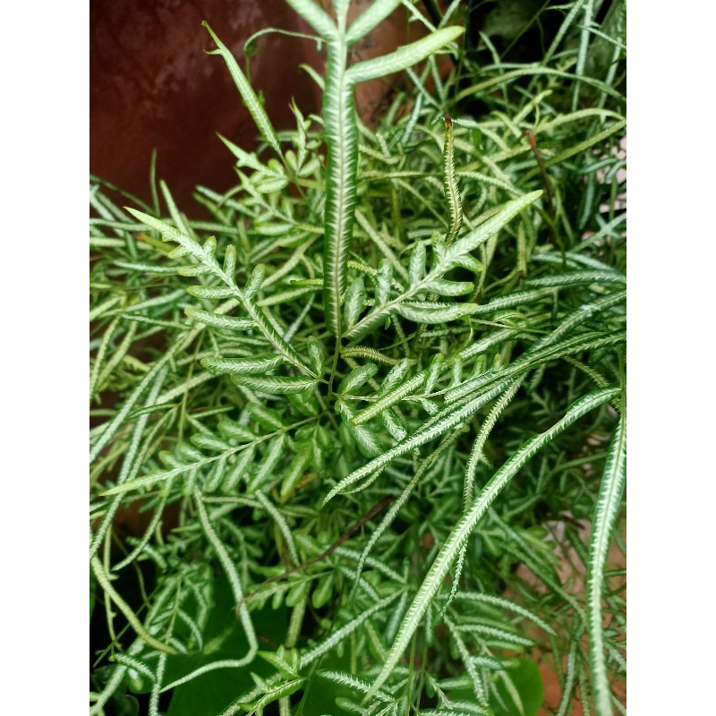 POKOK PTERIS EVERGEMIENSIS RUMPUN BESAR | Shopee Malaysia